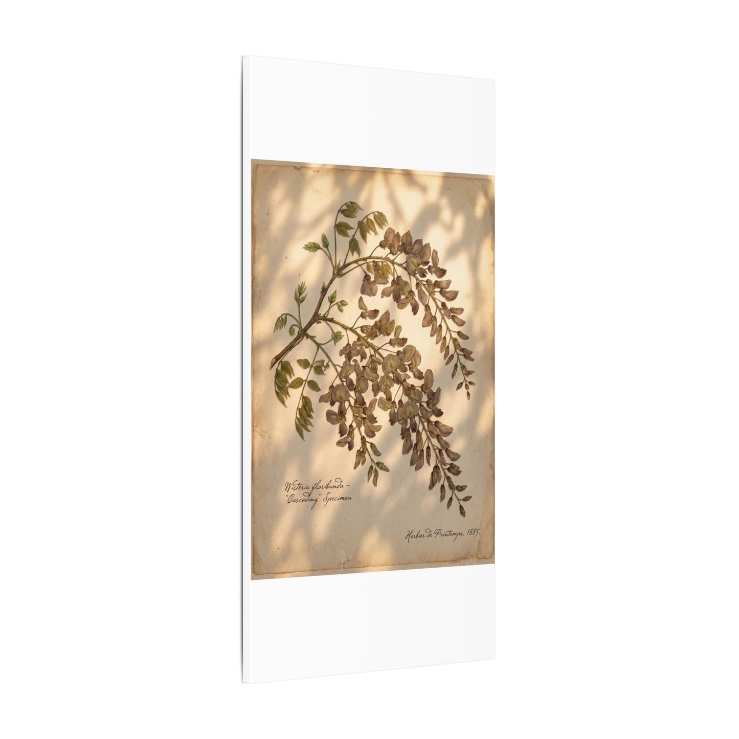 Spring Wisteria Herbarium Canvas Art | Earthy Decor