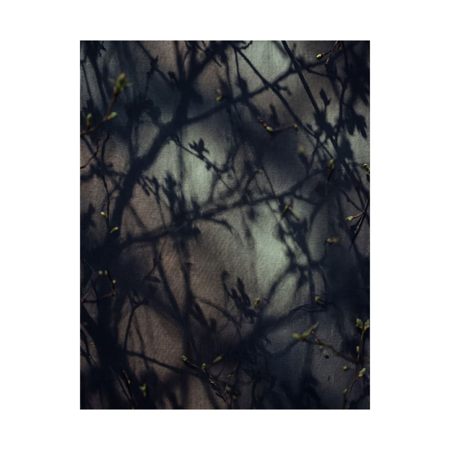 Spring Shadow Play Moody Minimal Wall Art Print | Sophisticated Decor