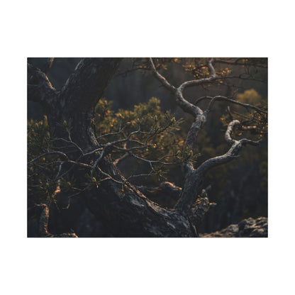 Moody Pine Tree Canvas Art - Moody Minimal Dark Japandi Art Print