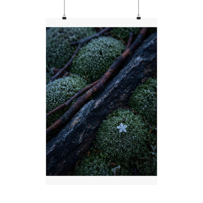 Moss Close Up Moody Minimal Wall Art Print | Moody Dark Japandi Art Art Print