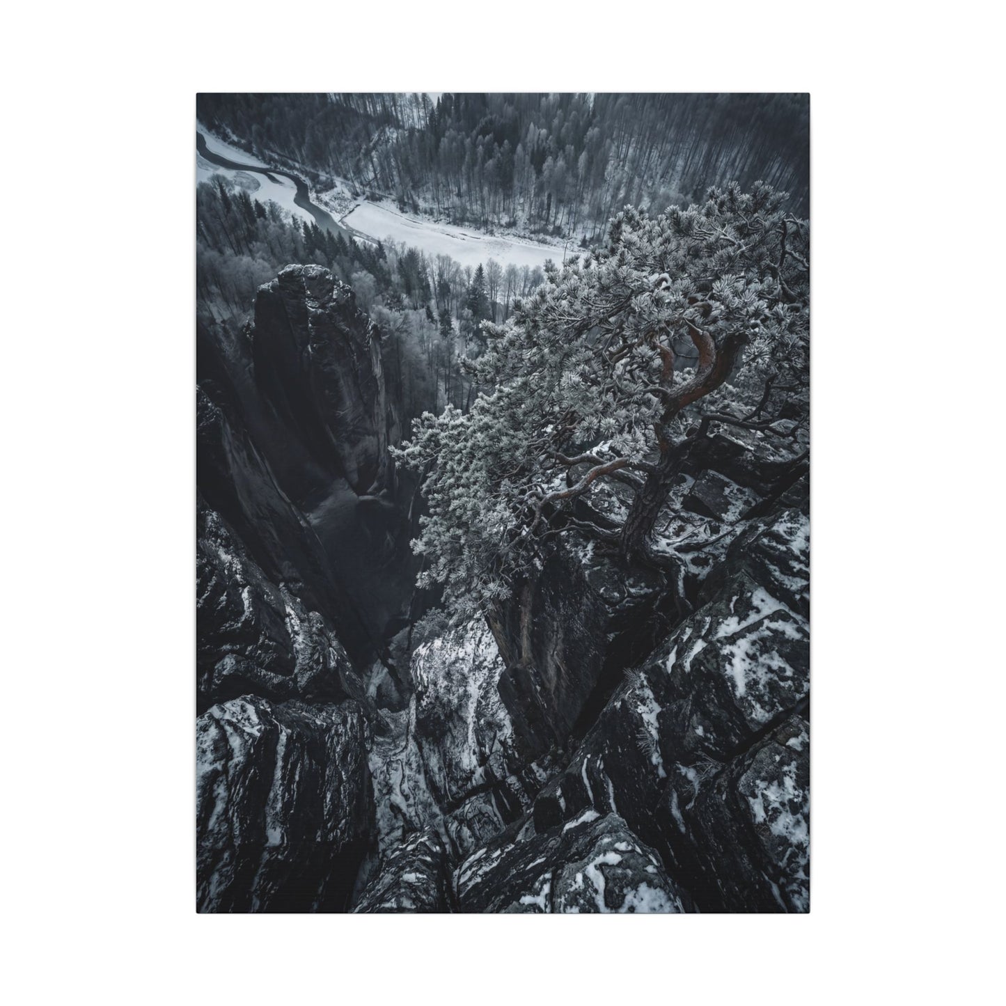 Dark Japandi Pine Tree in Dappled | Dark Texture Canvas Art Art Print