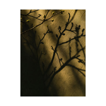 Golden Hour Shadow Play Wall Art Print - Dark Japandi Seijaku