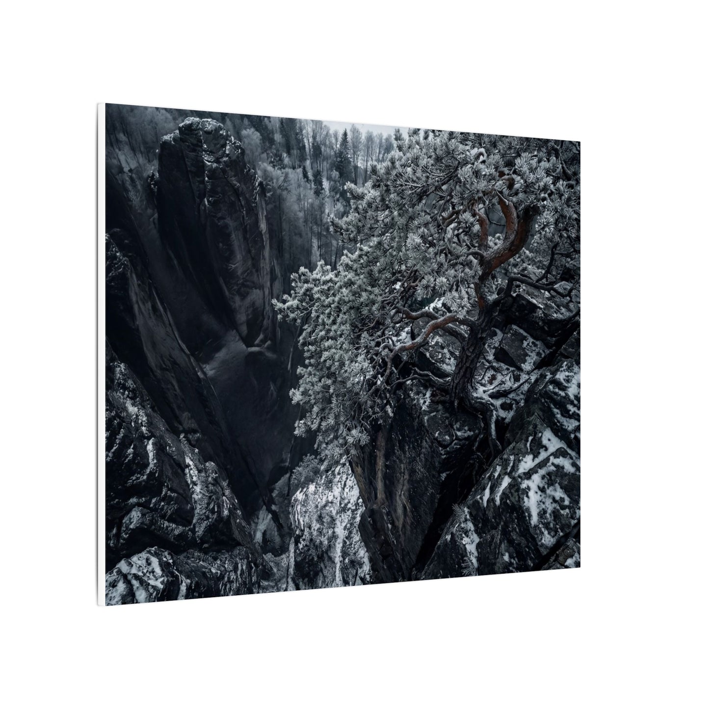 Dark Japandi Pine Tree in Dappled | Dark Texture Canvas Art