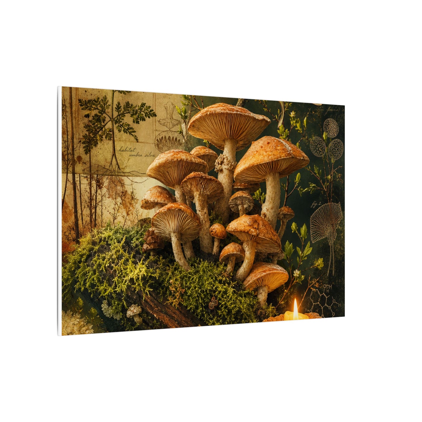 Spring Wild Mushrooms Herbarium Canvas Art | Earthy Decor