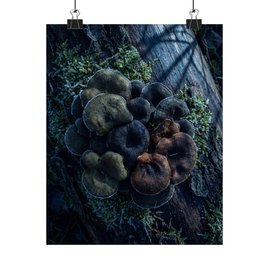 Moonlight Wild Mushrooms Wall Art Print - Dark Japandi Shibui Art Print