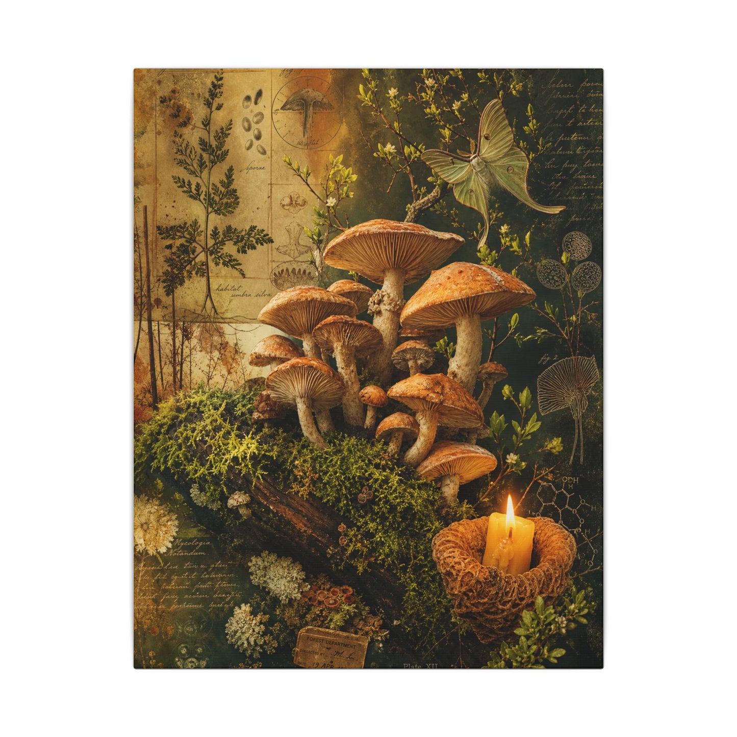 Spring Wild Mushrooms Herbarium Canvas Art | Earthy Decor