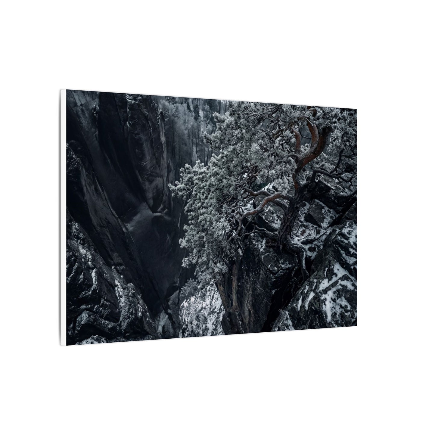 Dark Japandi Pine Tree in Dappled | Dark Texture Canvas Art