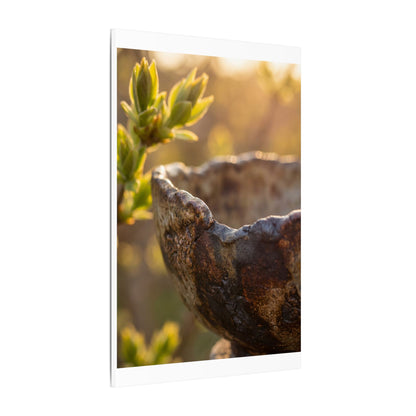 Golden Hour Ceramic Bowl Canvas Art - Dark Japandi Ma
