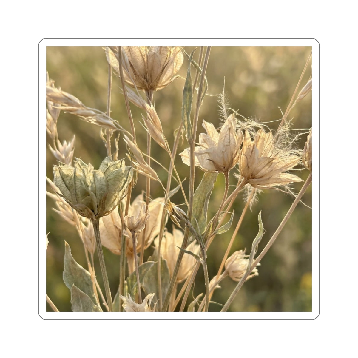 Dried Flowers Summer Sticker | Japandi Elegant Design Art Print