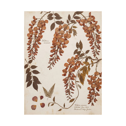 Summer Wisteria Herbarium Wall Art Print | Cozy Decor