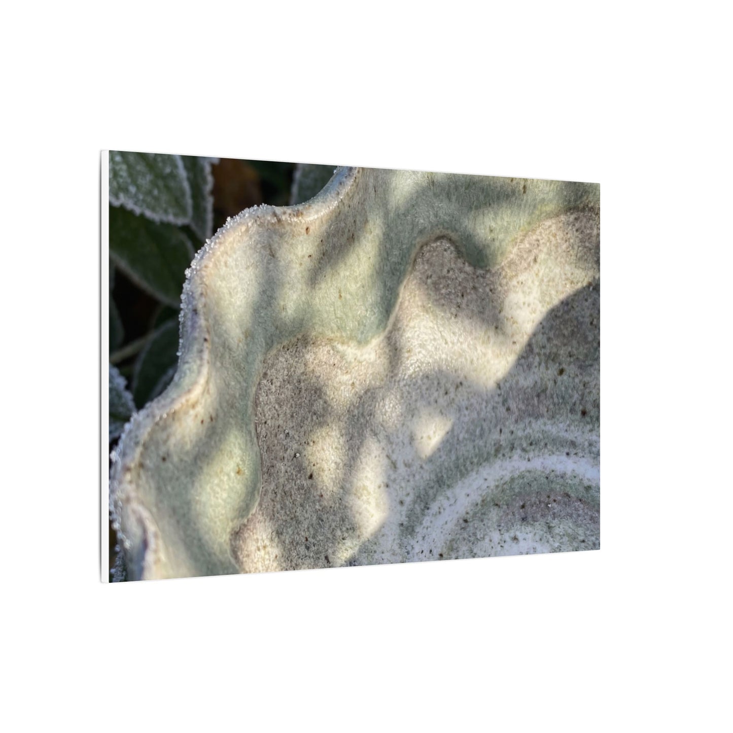 Dappled Ceramic Bowl Canvas Art - Japandi Seijaku