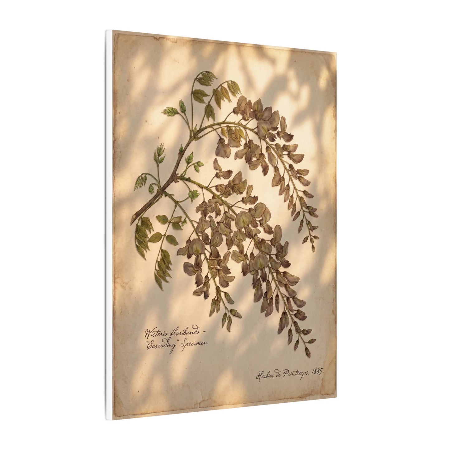 Spring Wisteria Herbarium Canvas Art | Earthy Decor