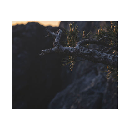 Pine Tree Moody Minimal Canvas Art | Sophisticated Dark Japandi Art
