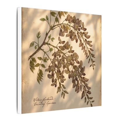 Spring Wisteria Herbarium Canvas Art | Earthy Decor