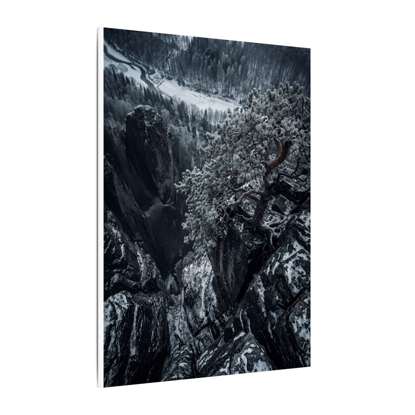 Dark Japandi Pine Tree in Dappled | Dark Texture Canvas Art