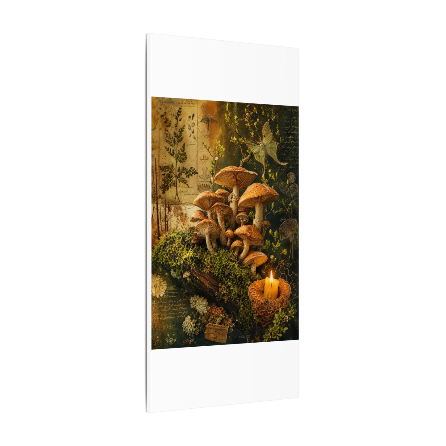 Spring Wild Mushrooms Herbarium Canvas Art | Earthy Decor