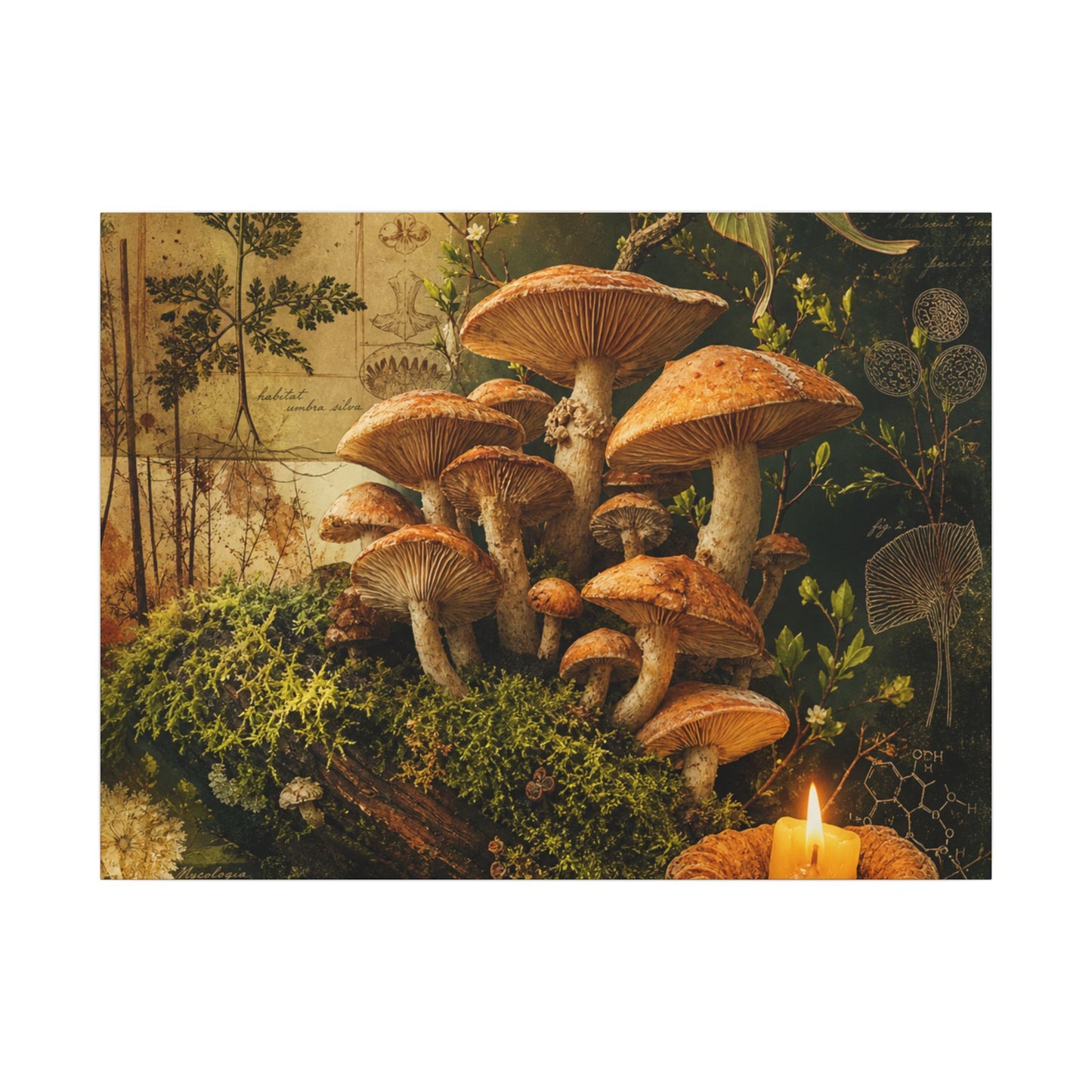 Spring Wild Mushrooms Herbarium Canvas Art | Earthy Decor