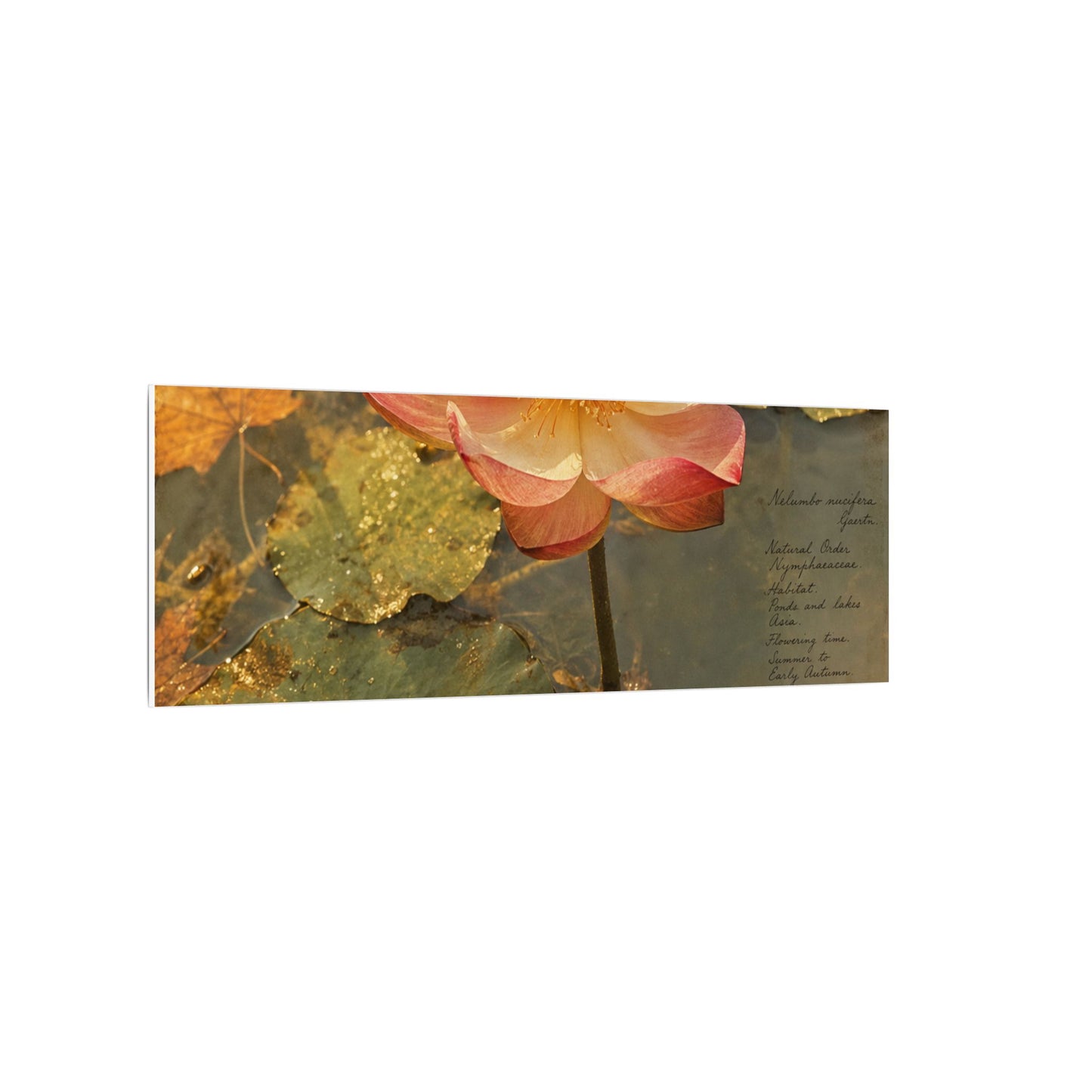 Autumn Lotus Flower Herbarium Canvas Art | Rustic Decor