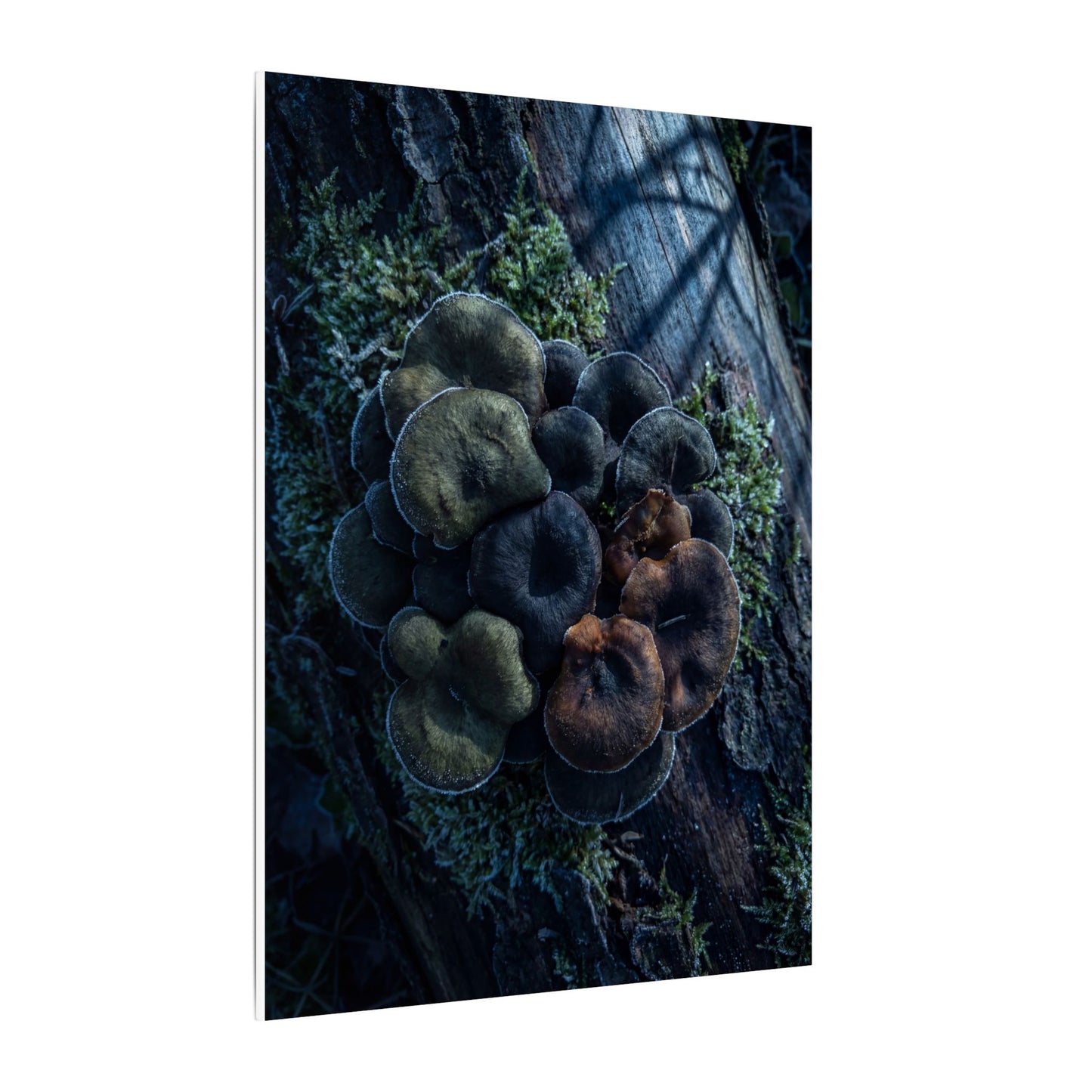 Wild Mushrooms Moody Minimal Canvas Art | Moody Dark Japandi Art
