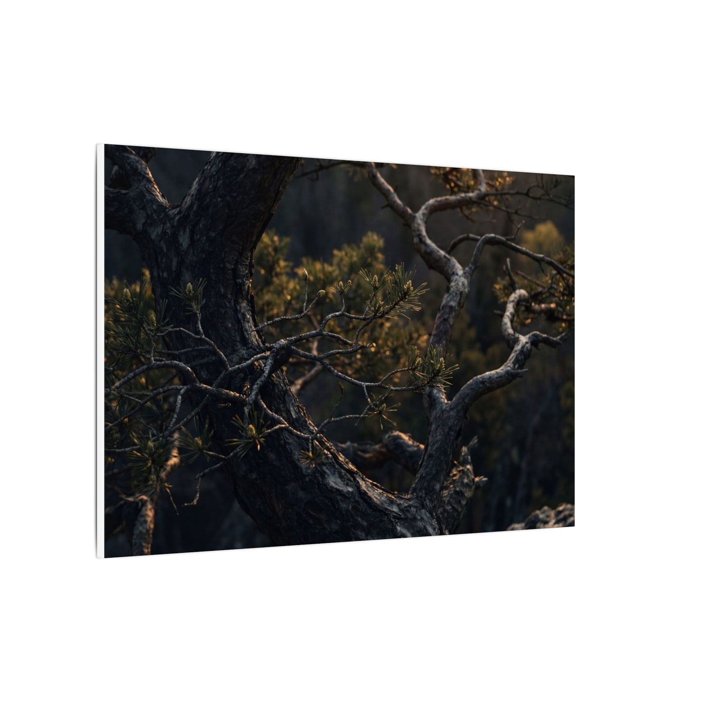 Moody Pine Tree Canvas Art - Moody Minimal Dark Japandi