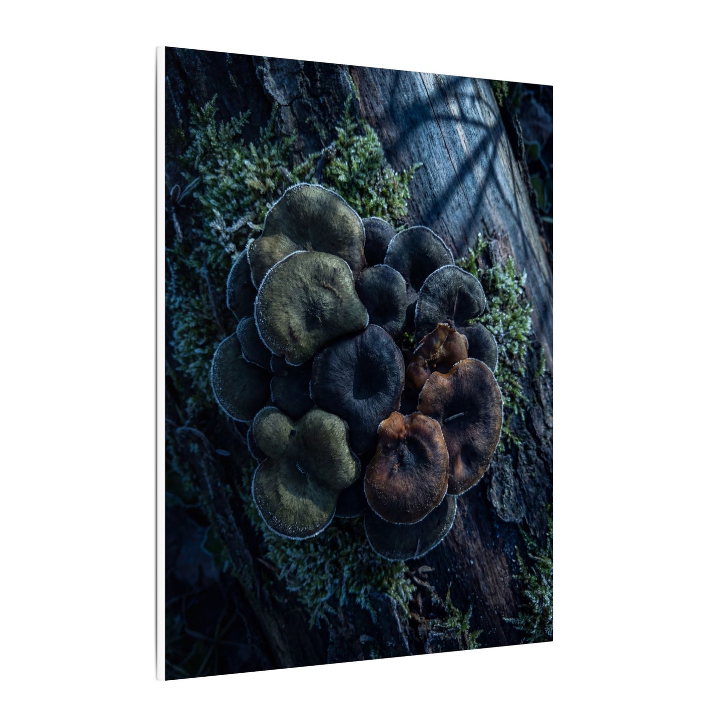 Wild Mushrooms Moody Minimal Canvas Art | Moody Dark Japandi Art