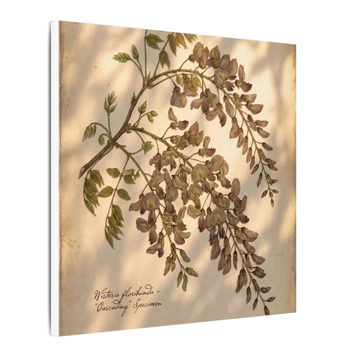 Spring Wisteria Herbarium Canvas Art | Earthy Decor