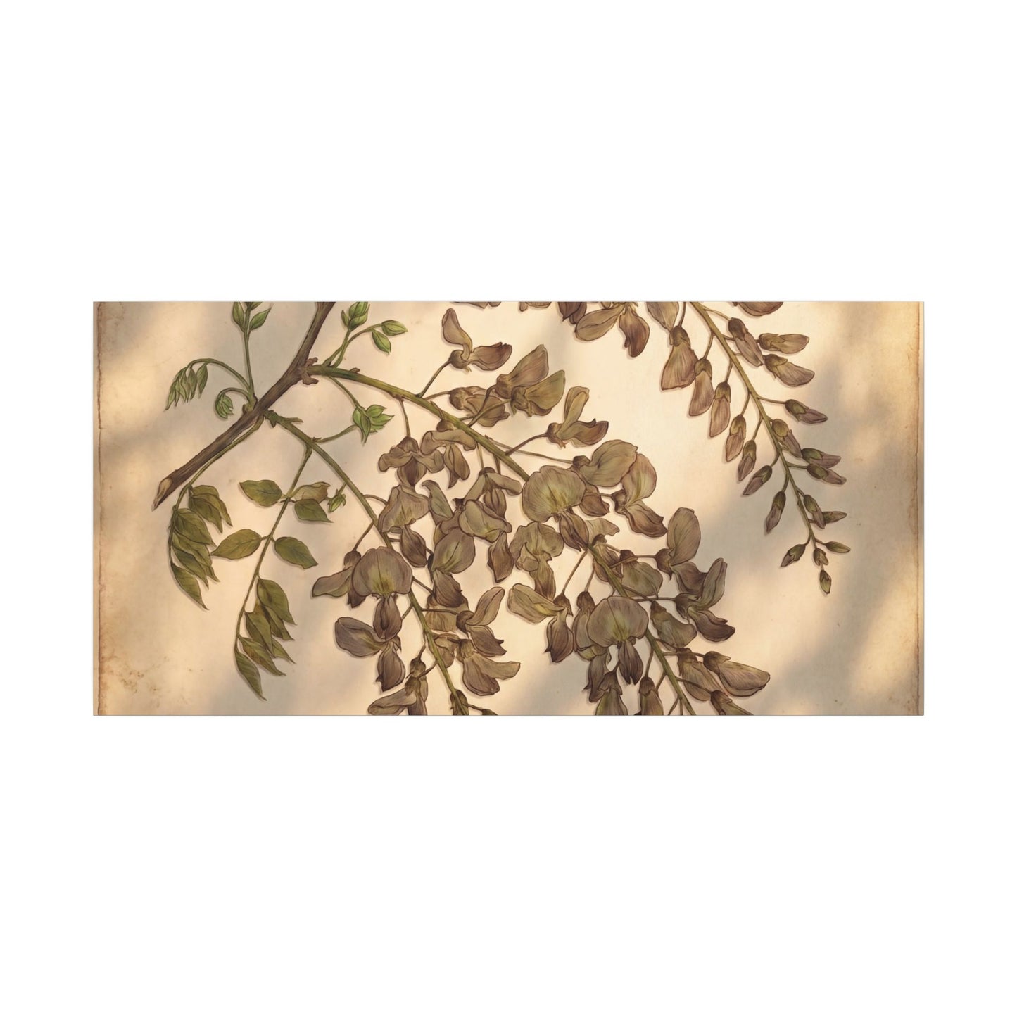 Spring Wisteria Herbarium Canvas Art | Earthy Decor