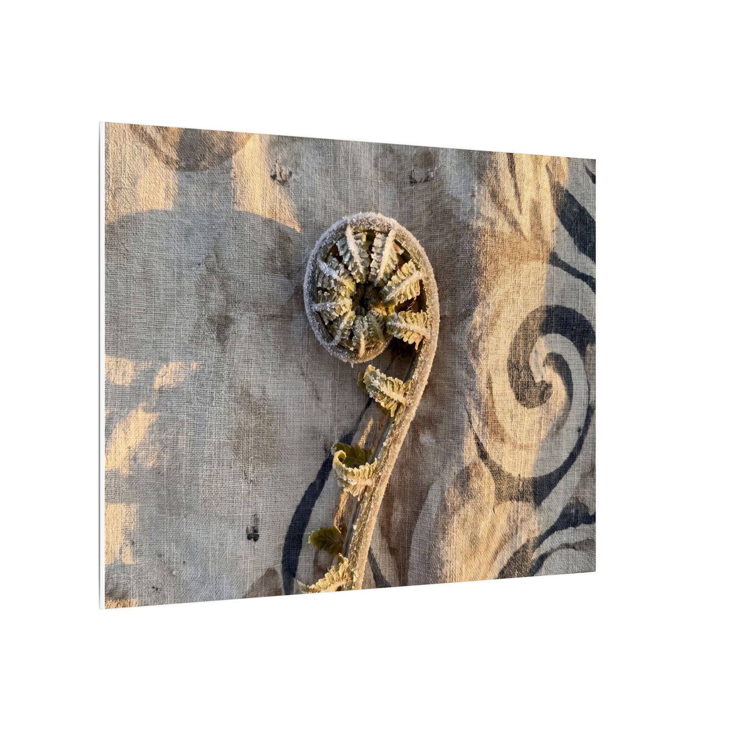 Fern Unfurling Canvas Art | Winter Japandi Japanese Pattern Art