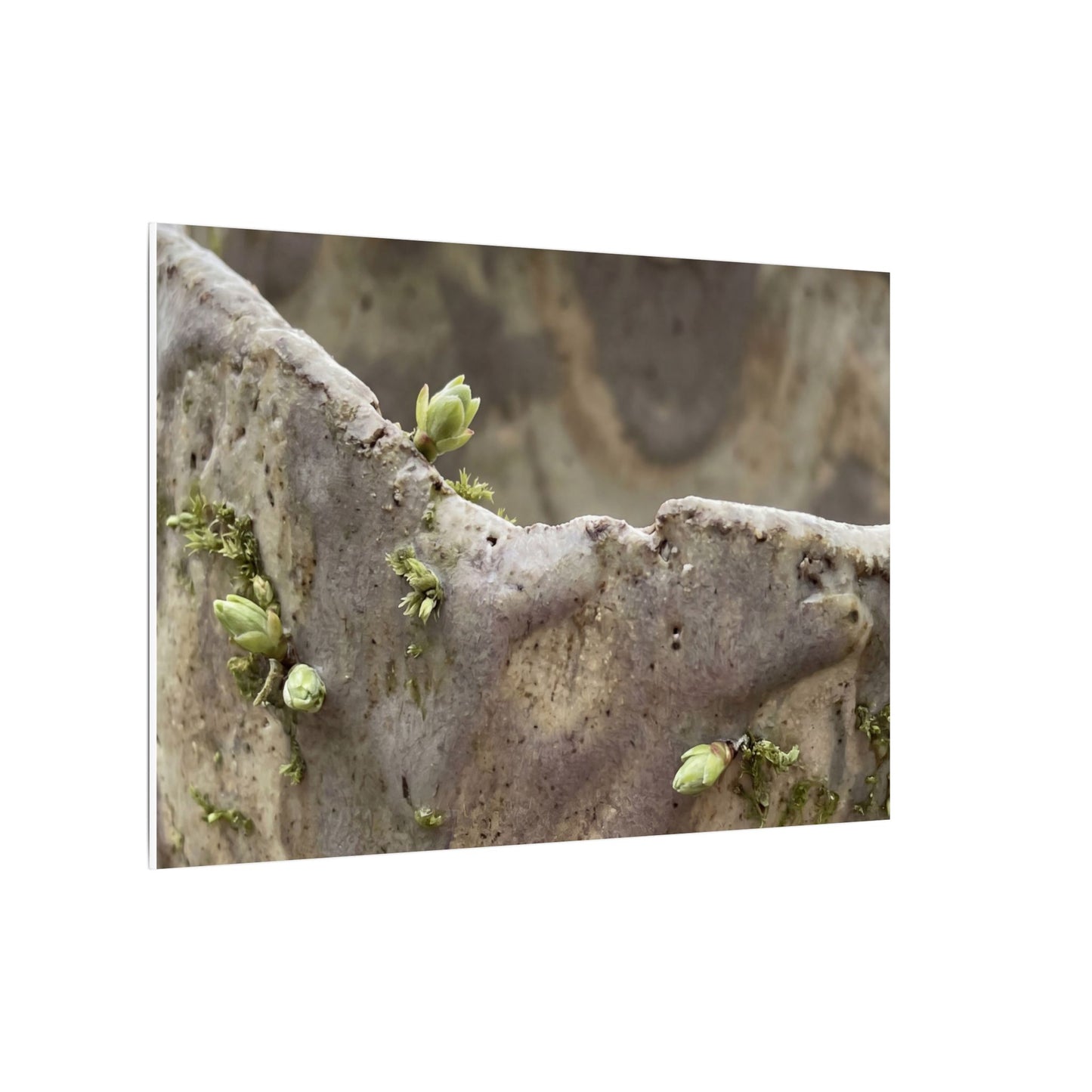 Overcast Ceramic Bowl Canvas Art - Japandi Fukinsei