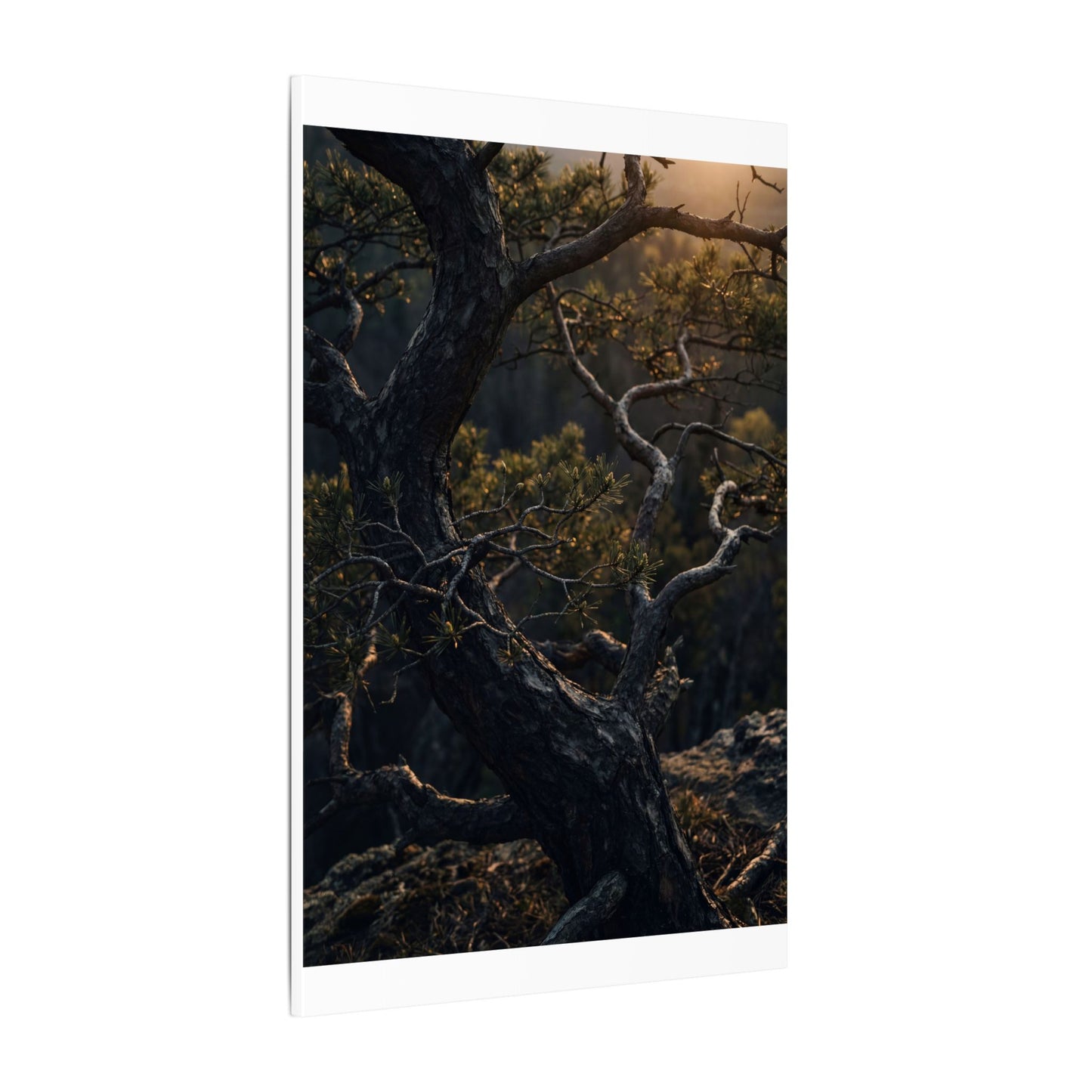 Moody Pine Tree Canvas Art - Moody Minimal Dark Japandi