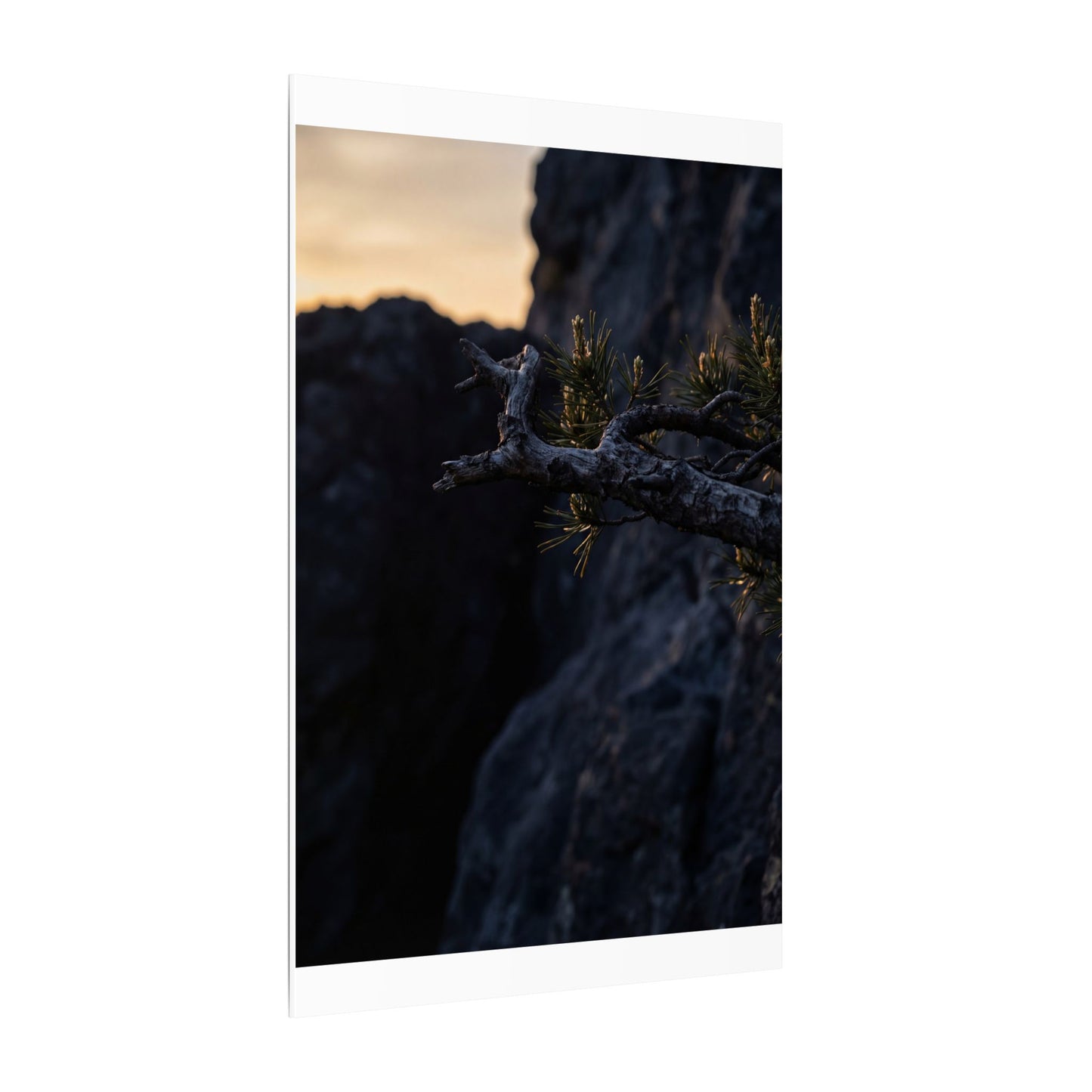 Pine Tree Moody Minimal Canvas Art | Sophisticated Dark Japandi Art