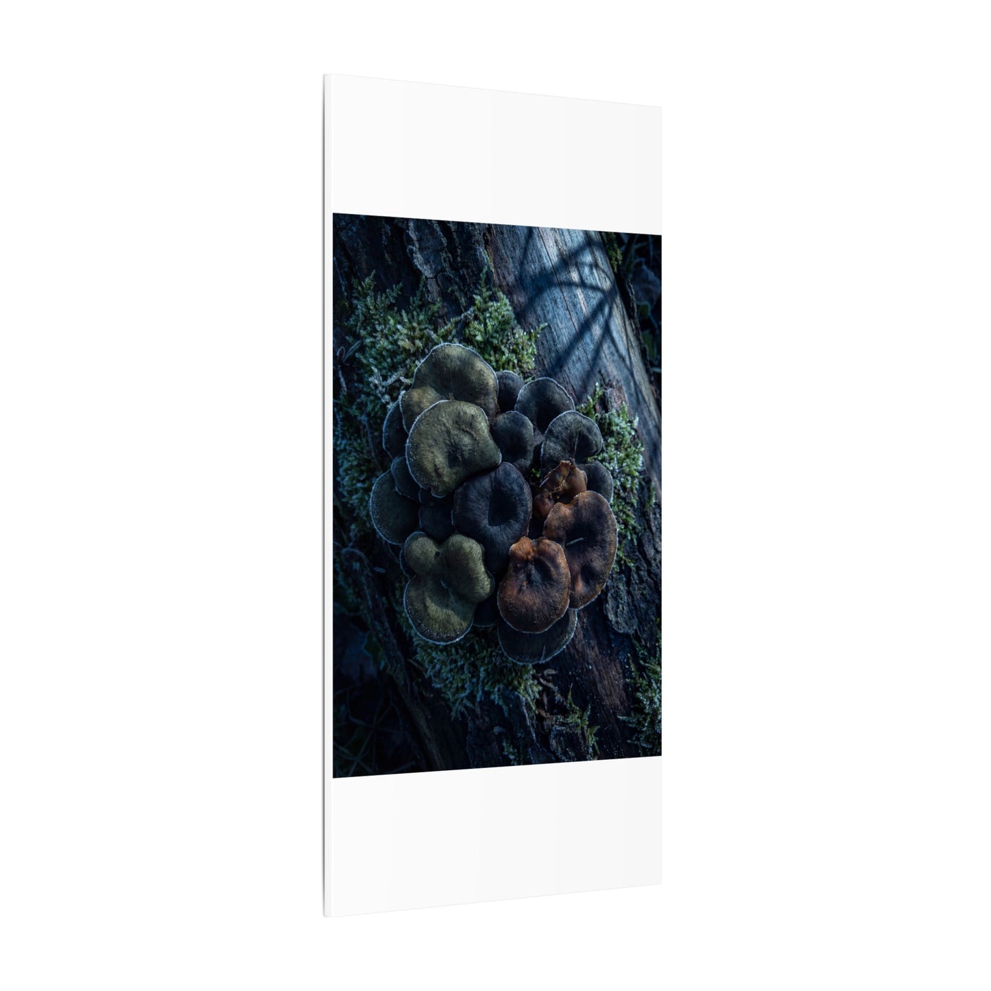 Wild Mushrooms Moody Minimal Canvas Art | Moody Dark Japandi Art