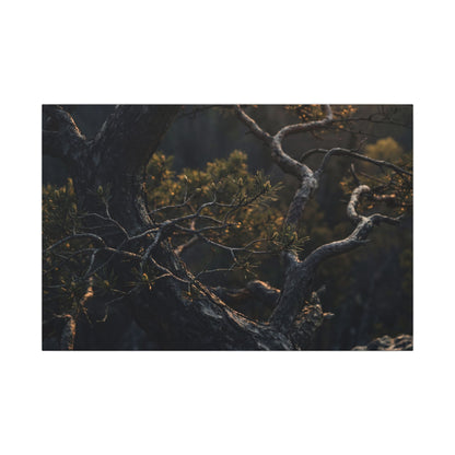 Moody Pine Tree Canvas Art - Moody Minimal Dark Japandi