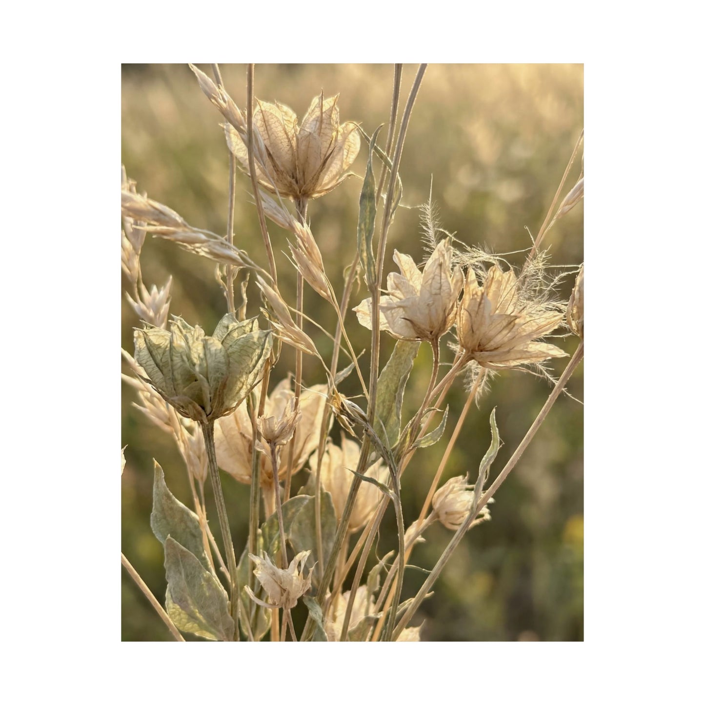 Cozy Dried Flowers Wall Art Print - Minimal Line Japandi
