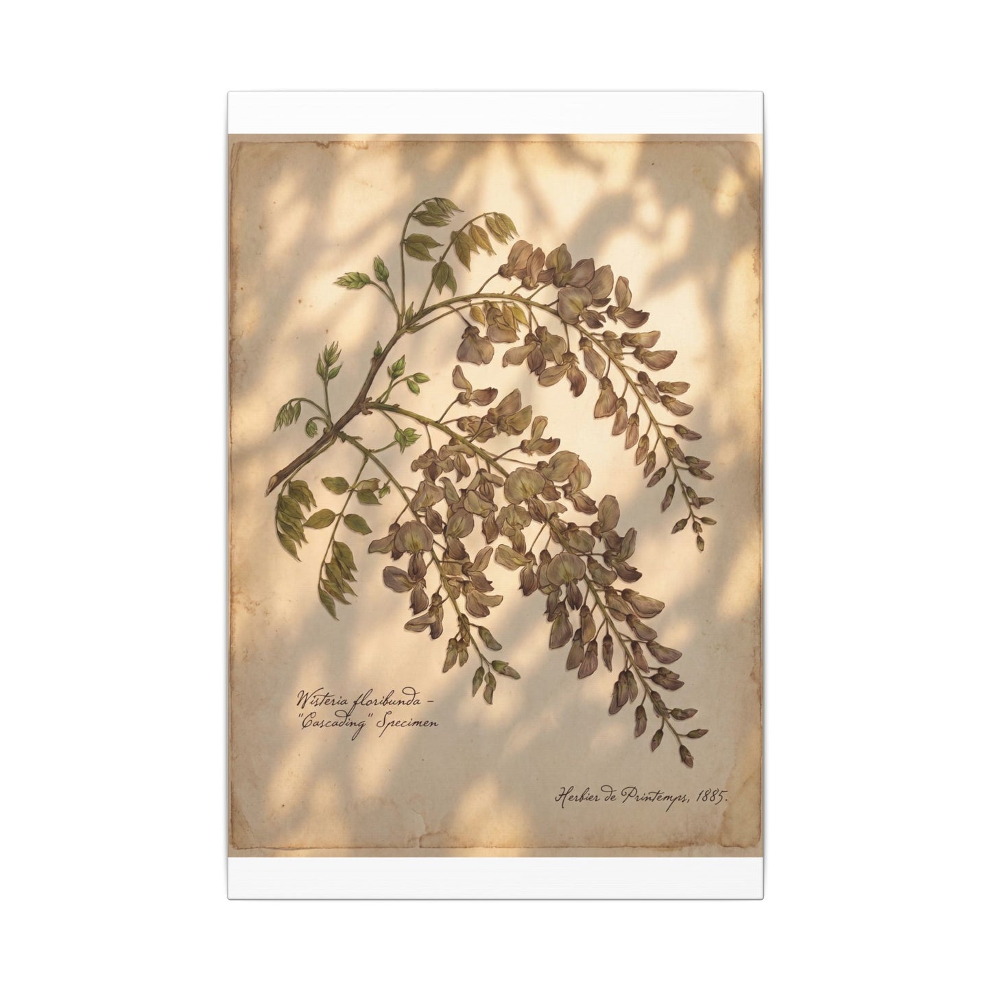 Spring Wisteria Herbarium Canvas Art | Earthy Decor