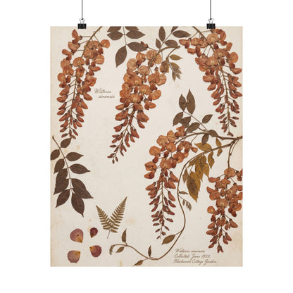 Summer Wisteria Herbarium Wall Art Print | Cozy Decor Art Print