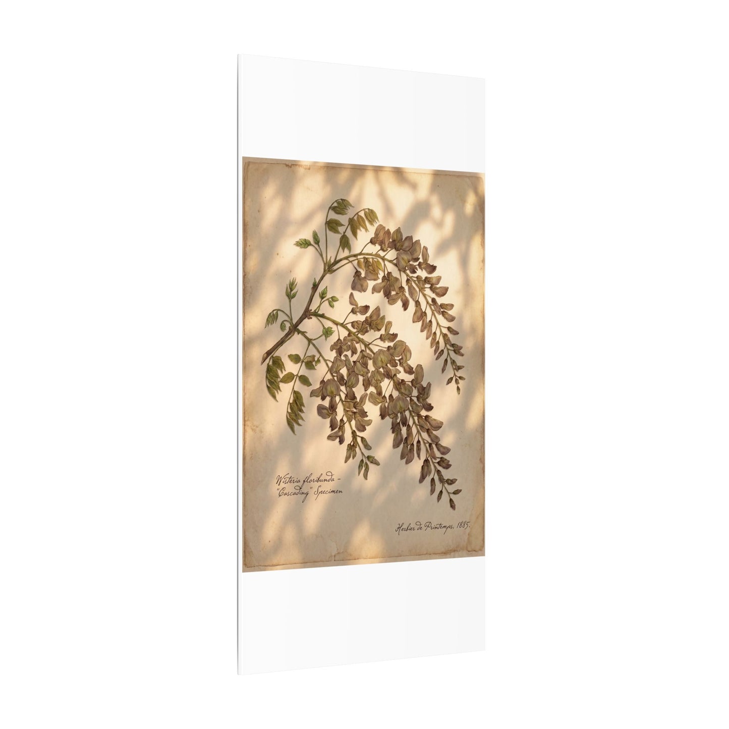 Spring Wisteria Herbarium Canvas Art | Earthy Decor