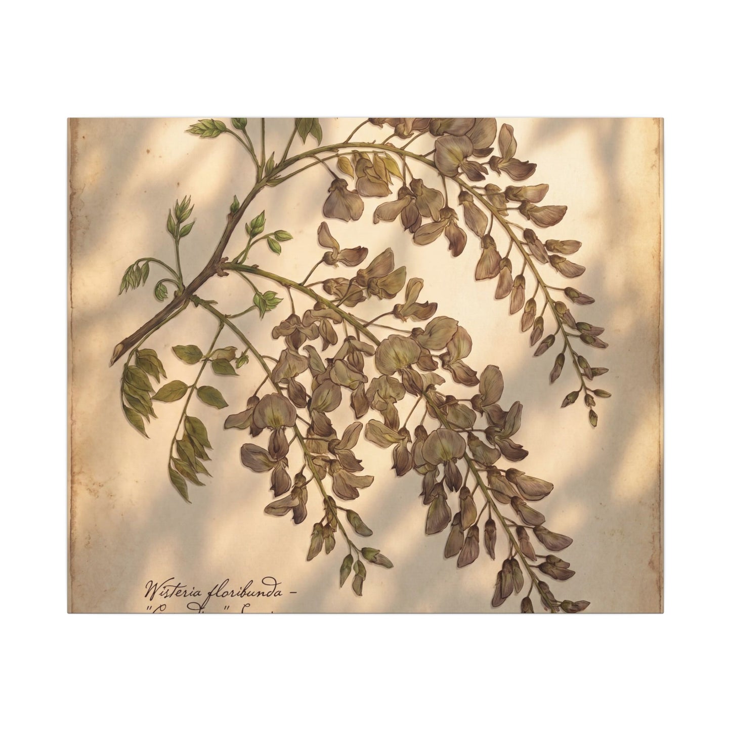 Spring Wisteria Herbarium Canvas Art | Earthy Decor