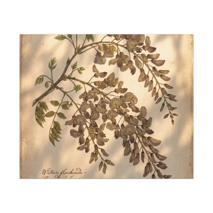 Spring Wisteria Herbarium Canvas Art | Earthy Decor