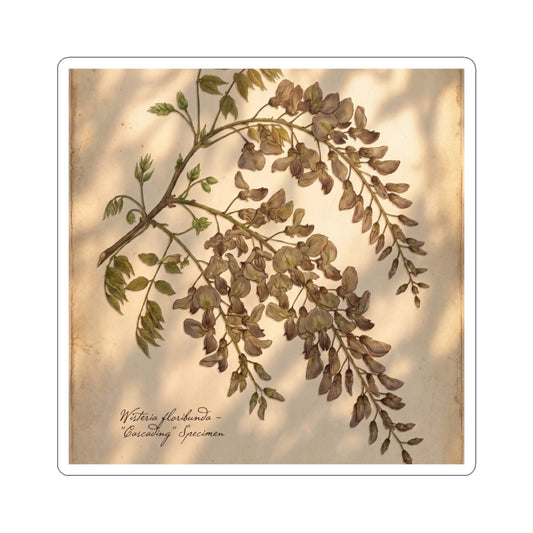 Wisteria Sticker | Spring Cottagecore Herbarium Art