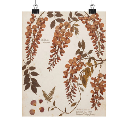 Summer Wisteria Herbarium Wall Art Print | Cozy Decor Art Print