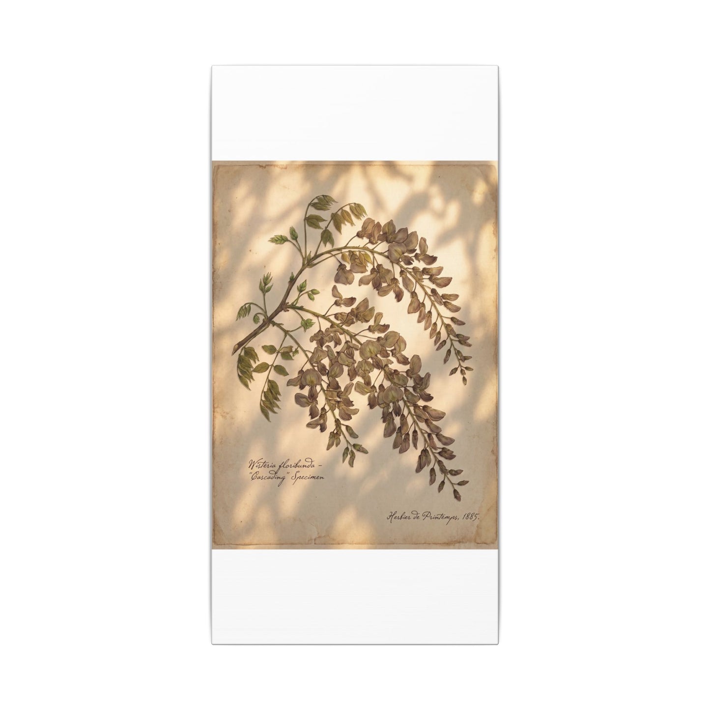 Spring Wisteria Herbarium Canvas Art | Earthy Decor