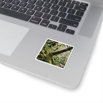 Moss Close Up Spring Sticker | Japandi Earthy Design