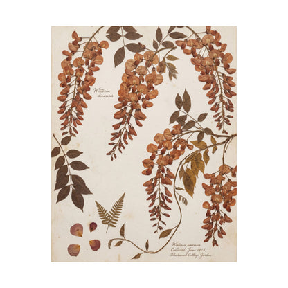 Summer Wisteria Herbarium Wall Art Print | Cozy Decor