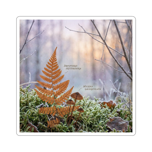 Kanso Moss Close Up Sticker - Cottagecore Herbarium