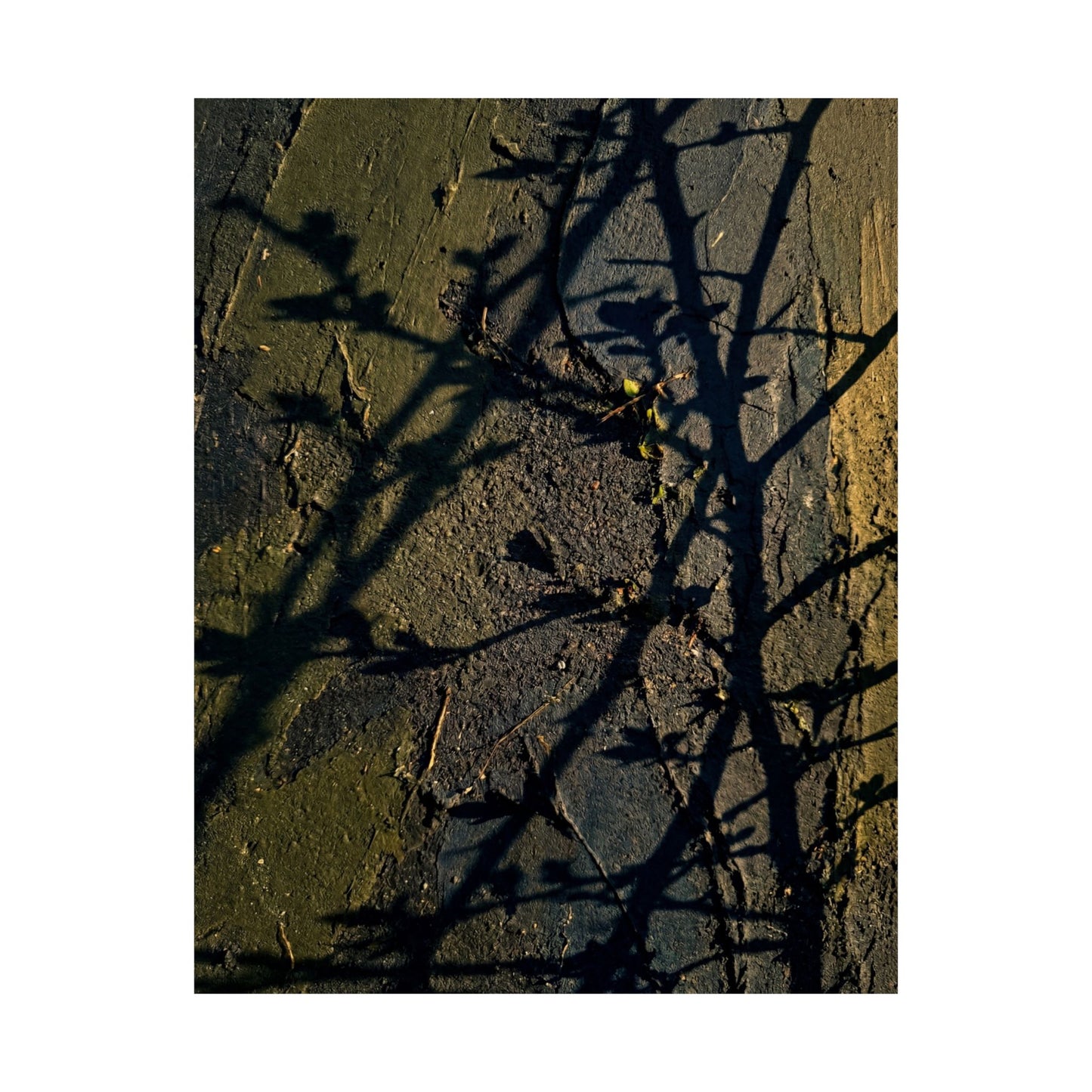 Golden Hour Shadow Play Wall Art Print - Dark Japandi Kanso