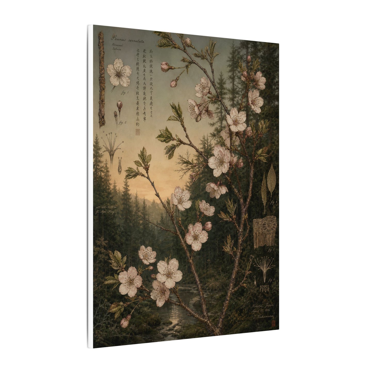 Spring Cherry Blossom Herbarium Canvas Art | Nostalgic Decor