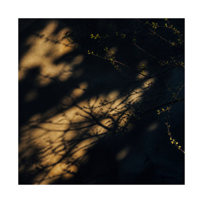 Shadow Play Spring Wall Art Print | Dark Japandi Bold Design