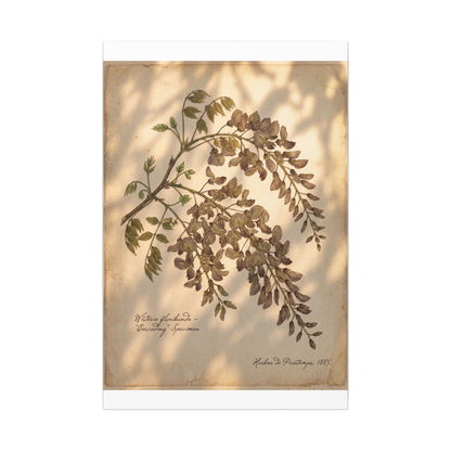 Spring Wisteria Herbarium Canvas Art | Earthy Decor