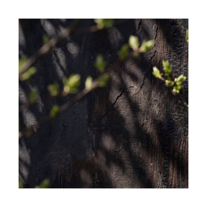 Shadow Play Dark Texture Wall Art Print | Atmospheric Dark Japandi Art